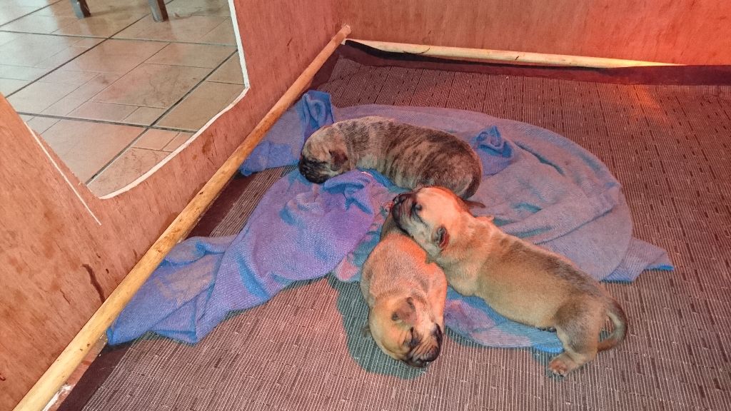 Chiot Dogo Canario Guarida Del Presa